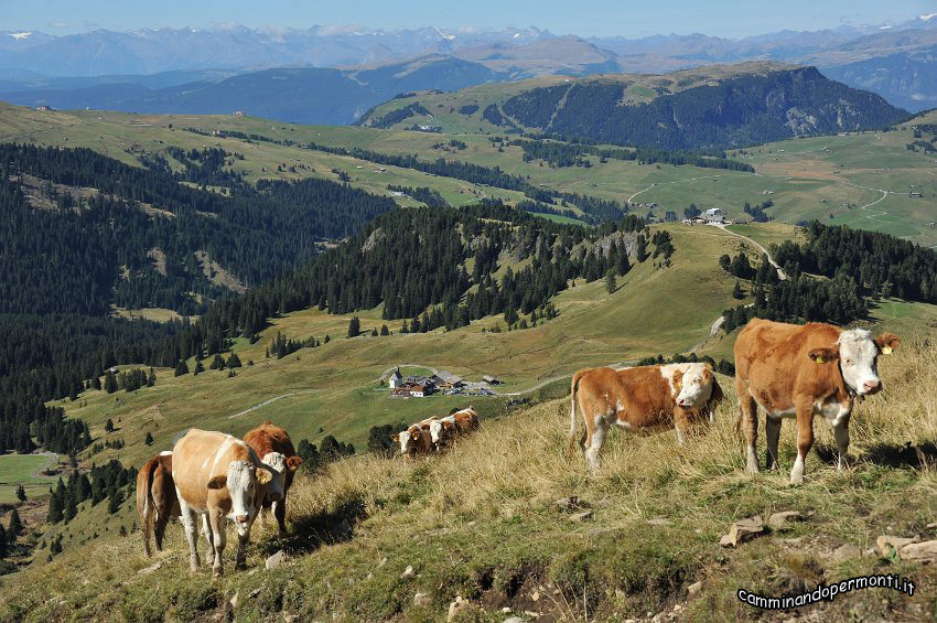 113 Alpe di Siusi - Sullo sfondo la Bullaccia.JPG